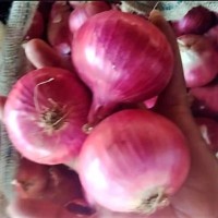 Red Onion